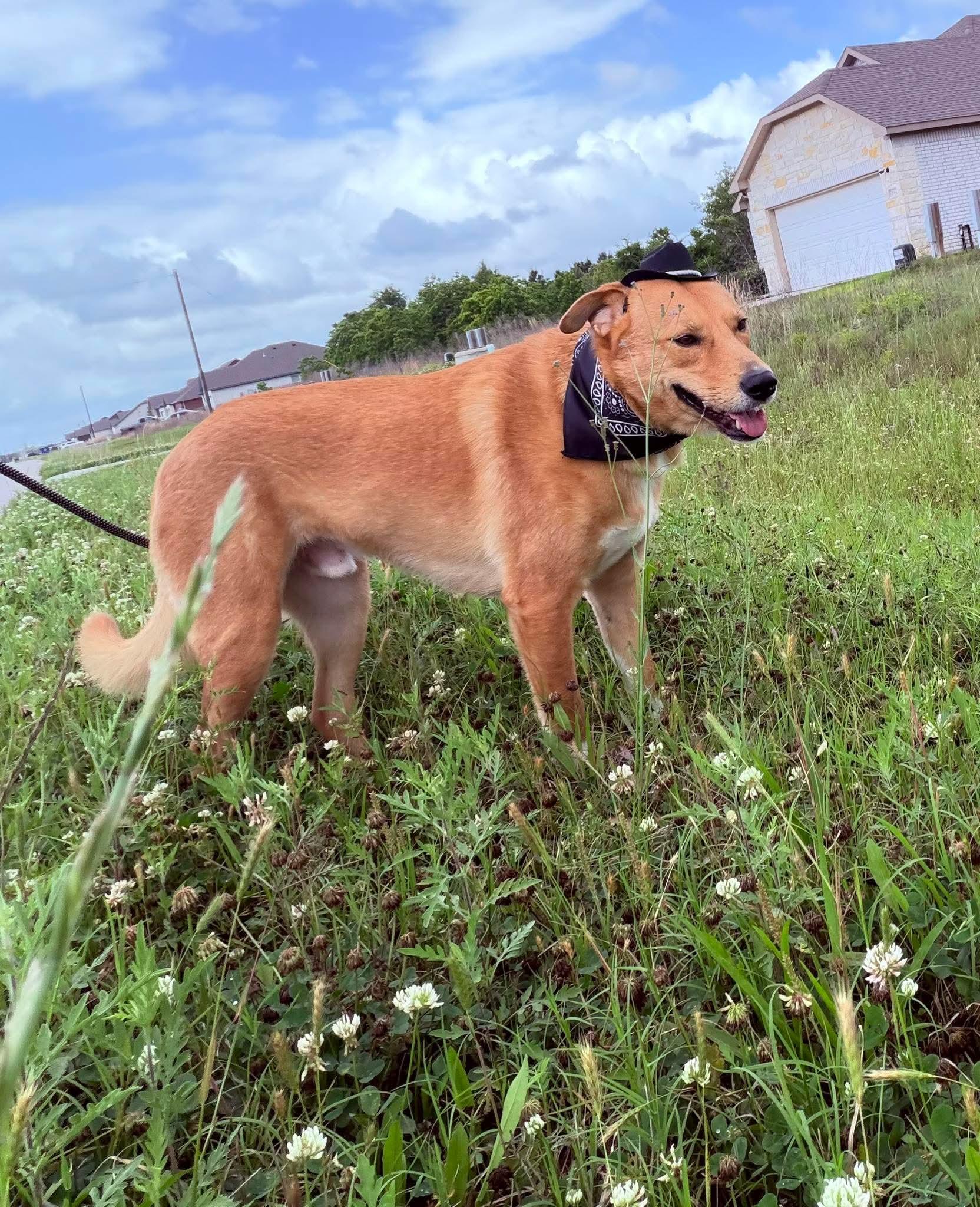Enlarge Buddy, a ADOPTABLE mixed breed in Barkhamsted, CT image 6/6