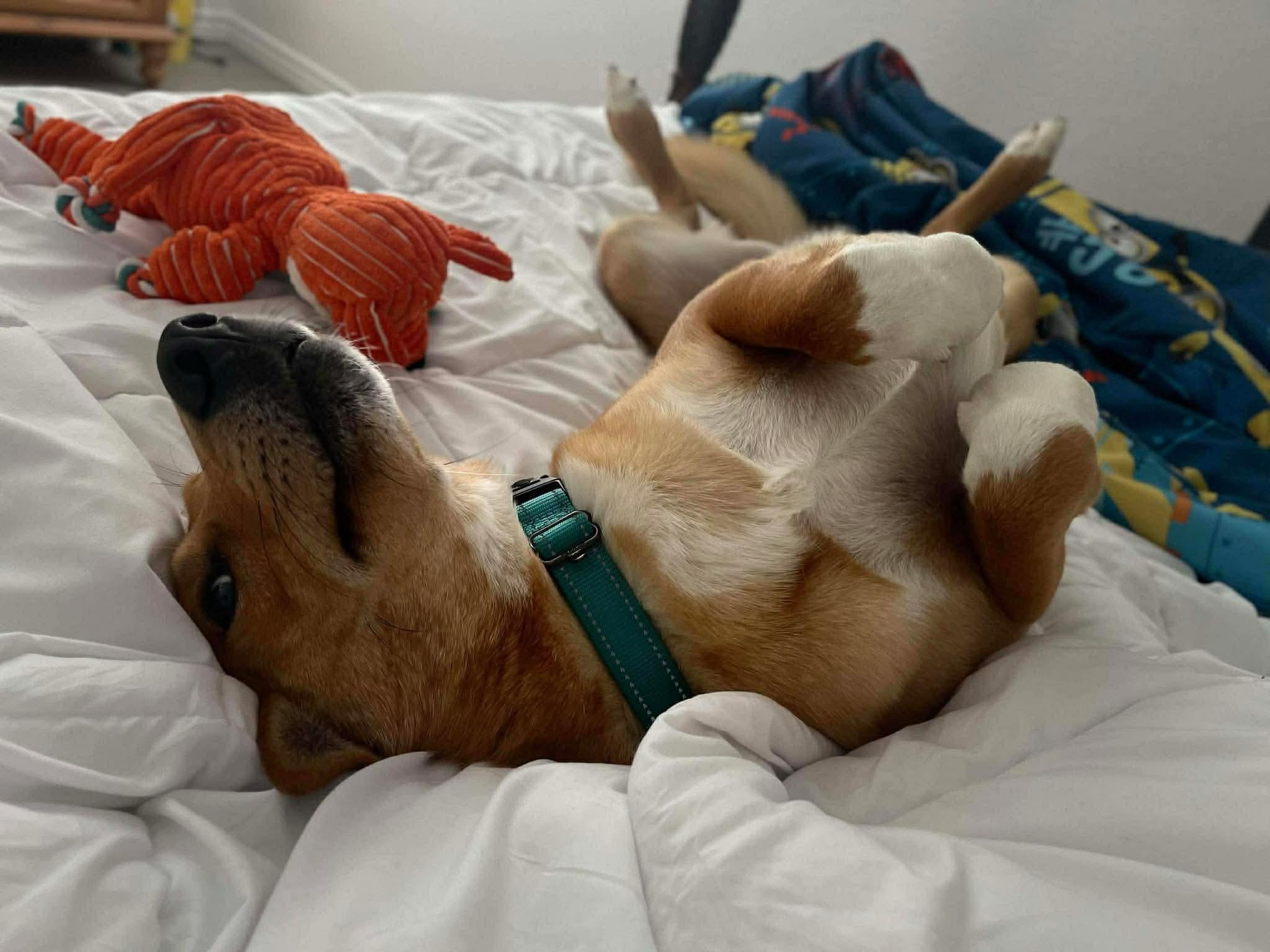 Enlarge Buddy, a ADOPTABLE mixed breed in Barkhamsted, CT image 5/6