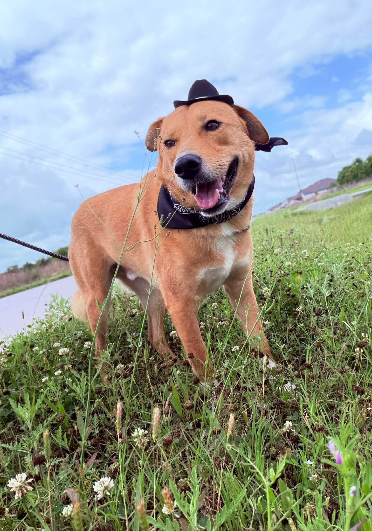 Enlarge Buddy, a ADOPTABLE mixed breed in Barkhamsted, CT image 2/6