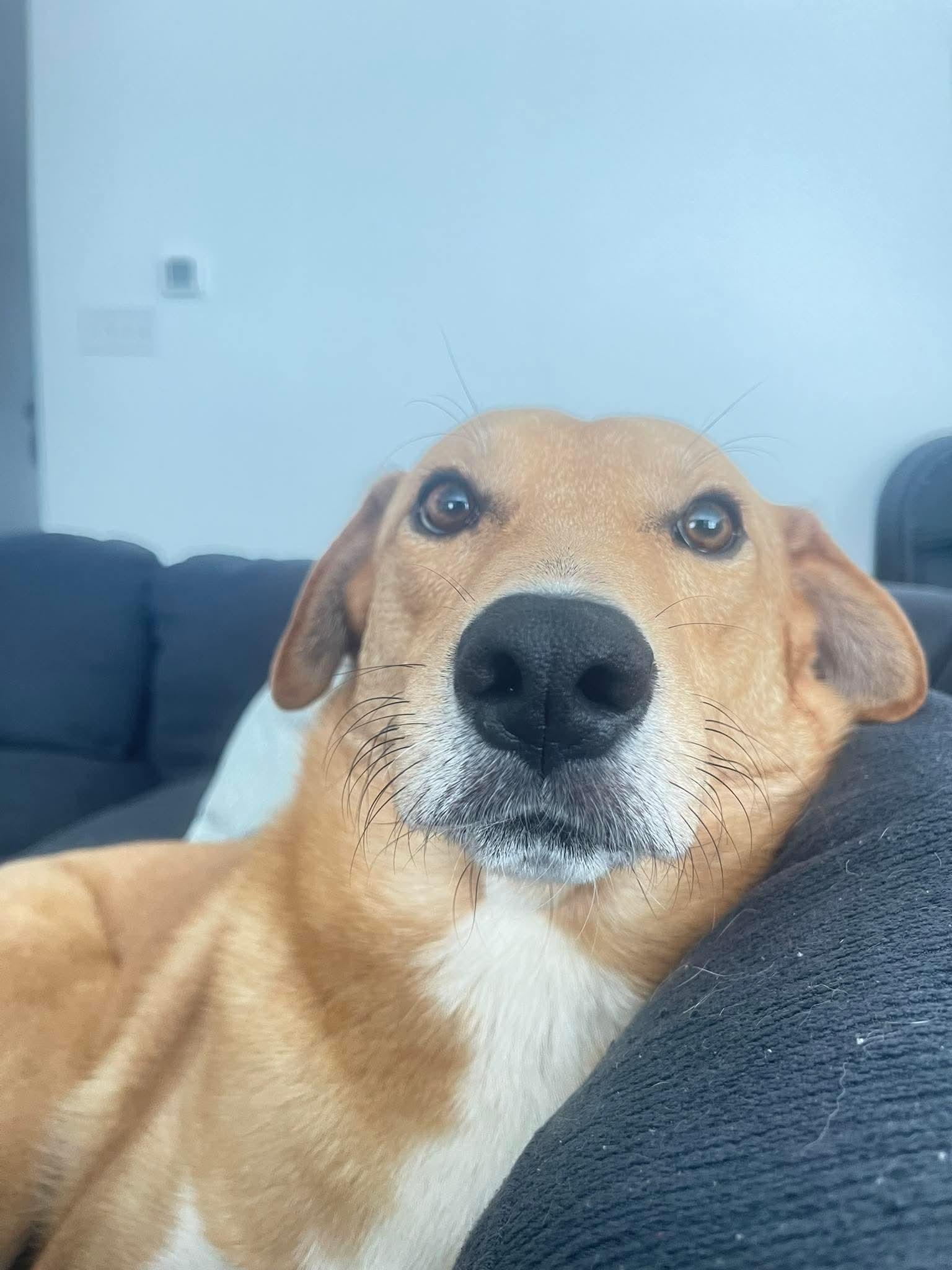 Enlarge Buddy, a ADOPTABLE mixed breed in Barkhamsted, CT image 3/6