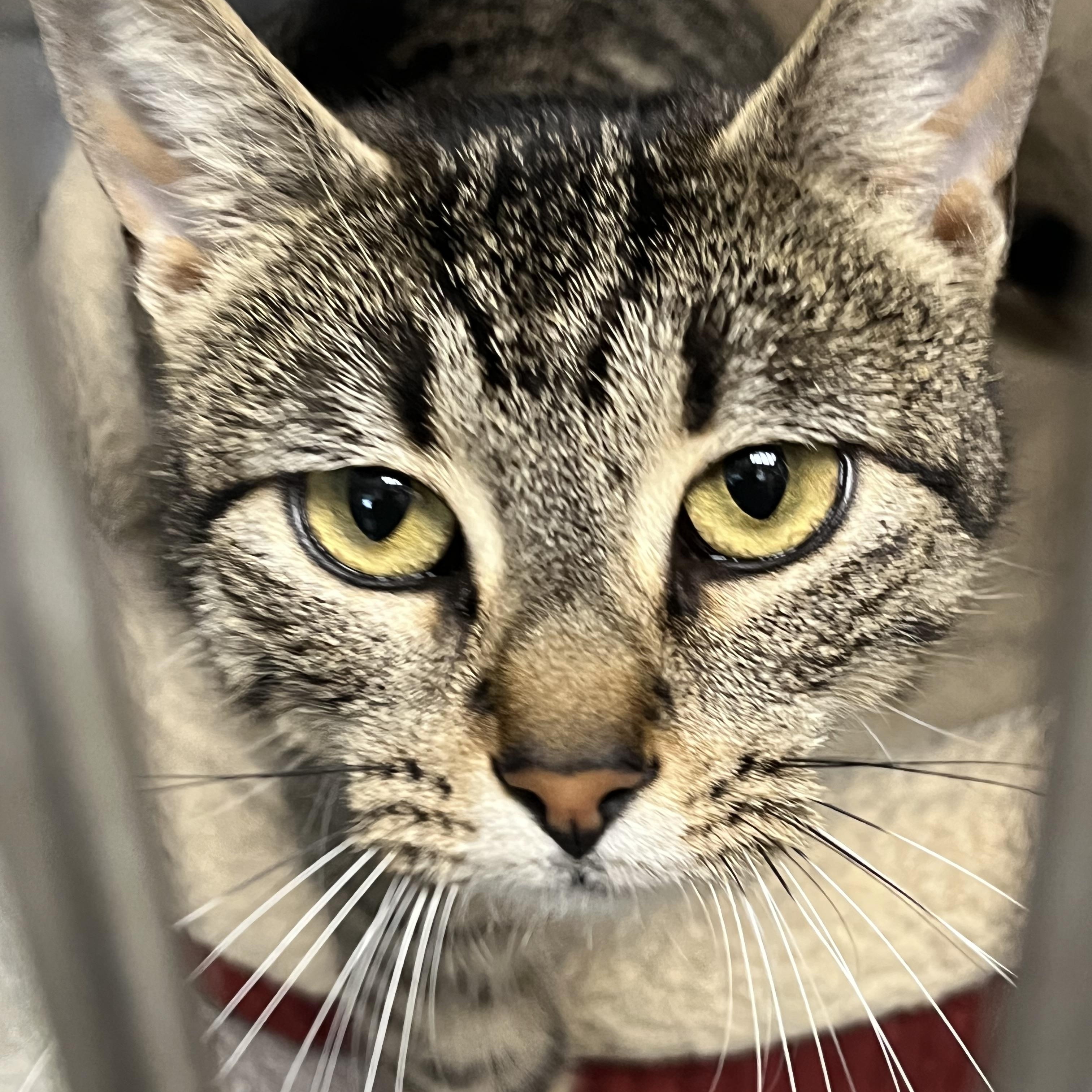Debbie, ADOPTABLE, Adult Female Domestic Short Hair & Tabby.