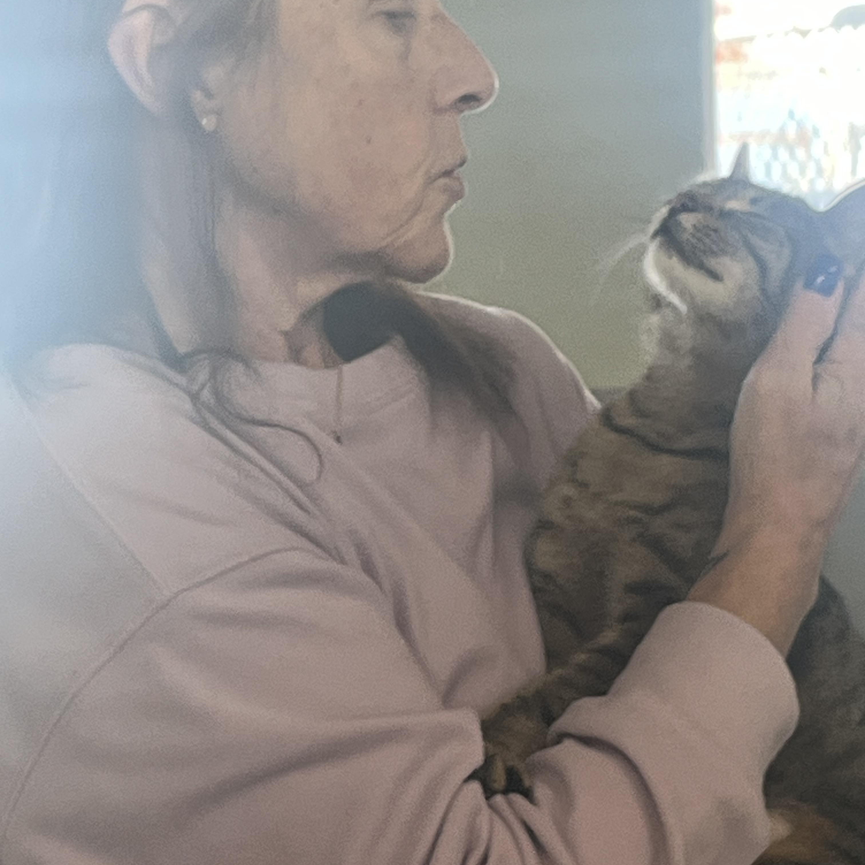 Debbie, a ADOPTABLE mixed breed in Mendham, NJ image 3/3