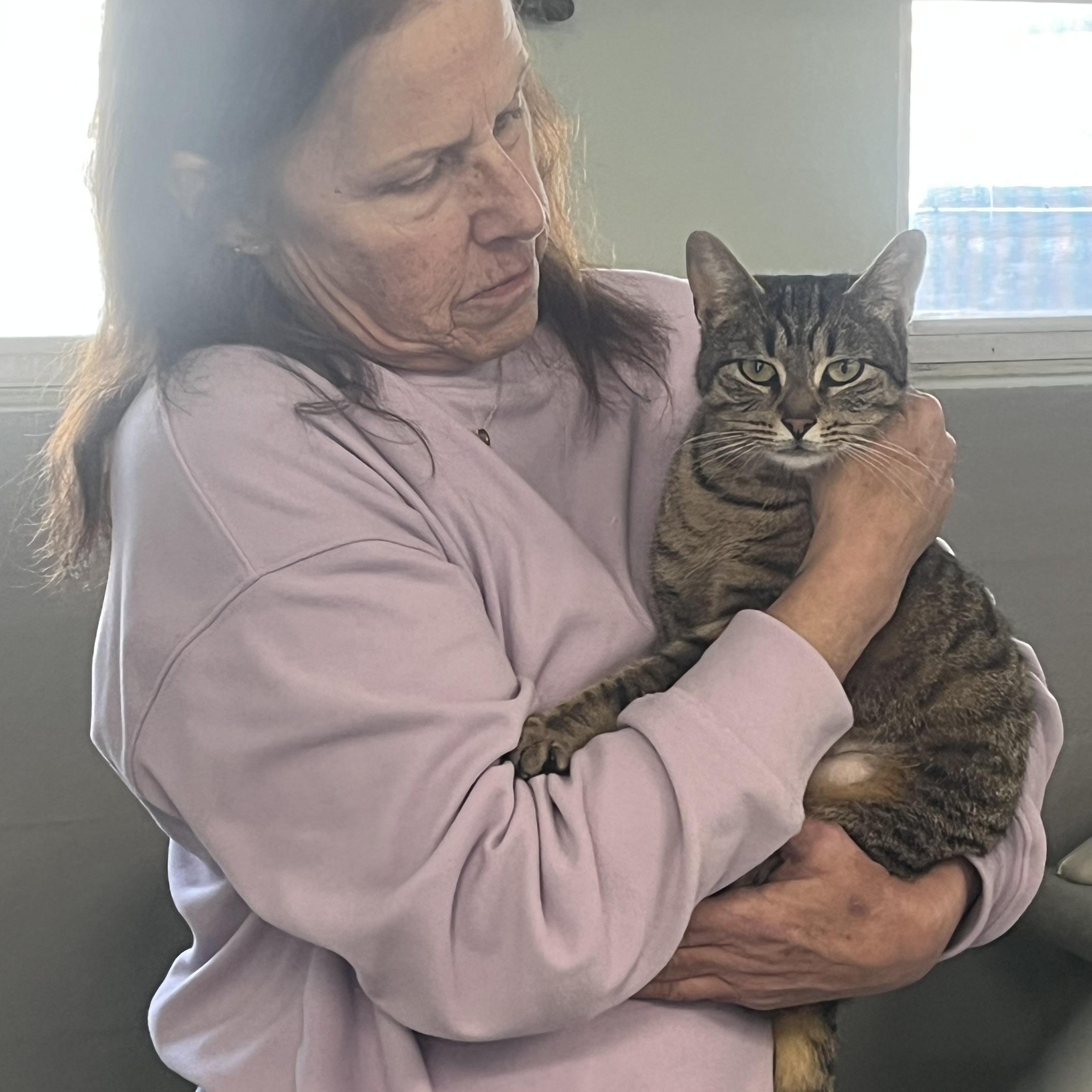 Debbie, a ADOPTABLE mixed breed in Mendham, NJ image 2/3