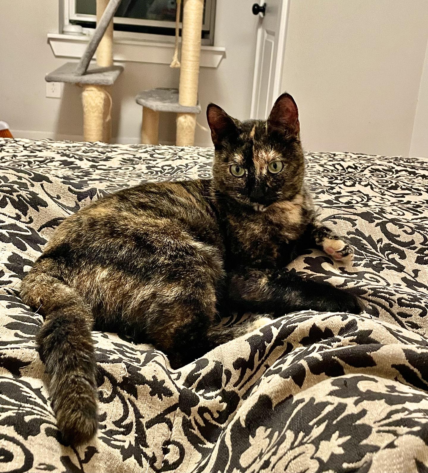 Enlarge Kimmy (courtesy post), a Adoptable Domestic Short Hair in Philadelphia, PA image 2/4