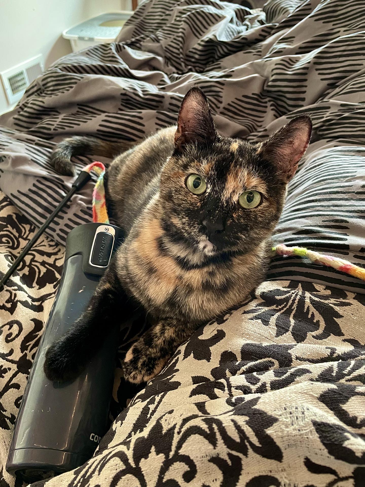 Enlarge Kimmy (courtesy post), a Adoptable Domestic Short Hair in Philadelphia, PA image 1/4