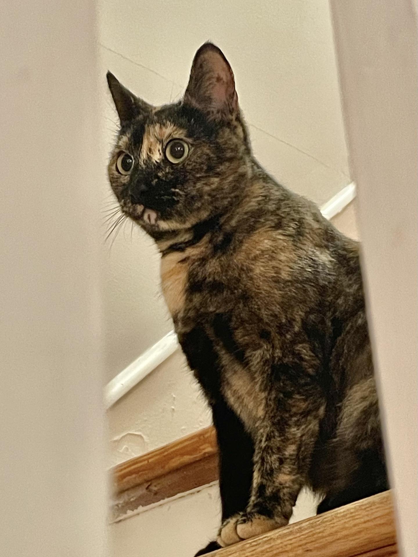 Enlarge Kimmy (courtesy post), a Adoptable Domestic Short Hair in Philadelphia, PA image 3/4