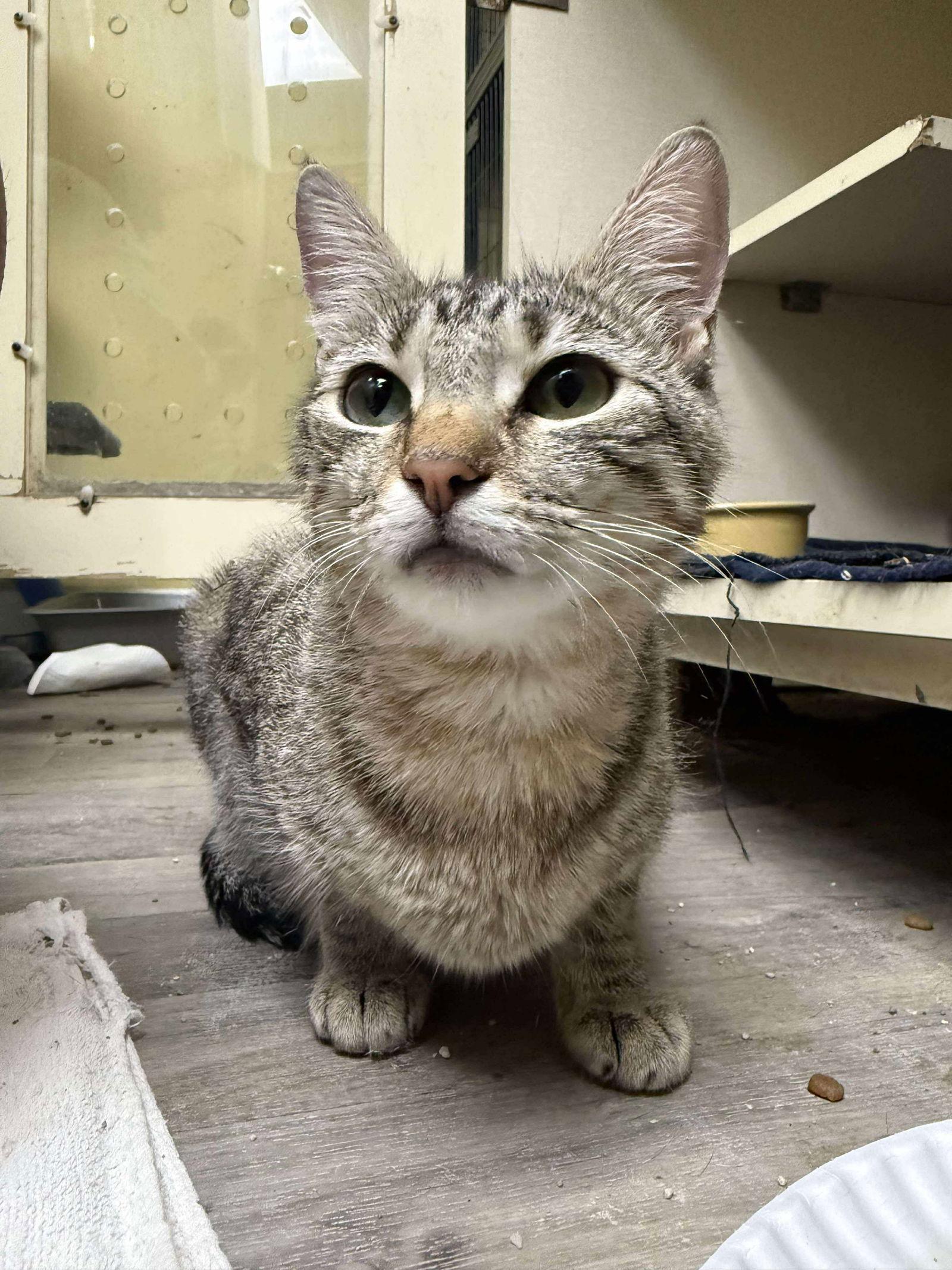 Novalee — thumbnail 2