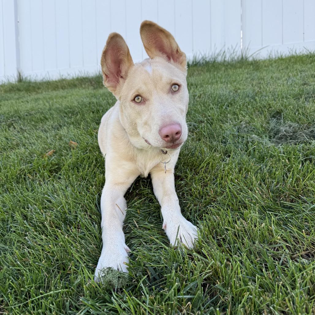 Faber, a Adoptable mixed breed in Crystal, MN image 1/2