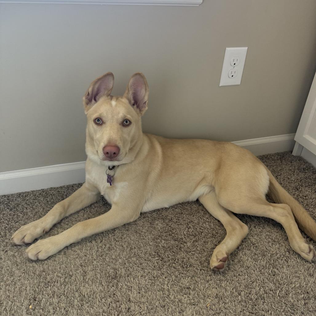 Faber, a Adoptable mixed breed in Crystal, MN image 2/2