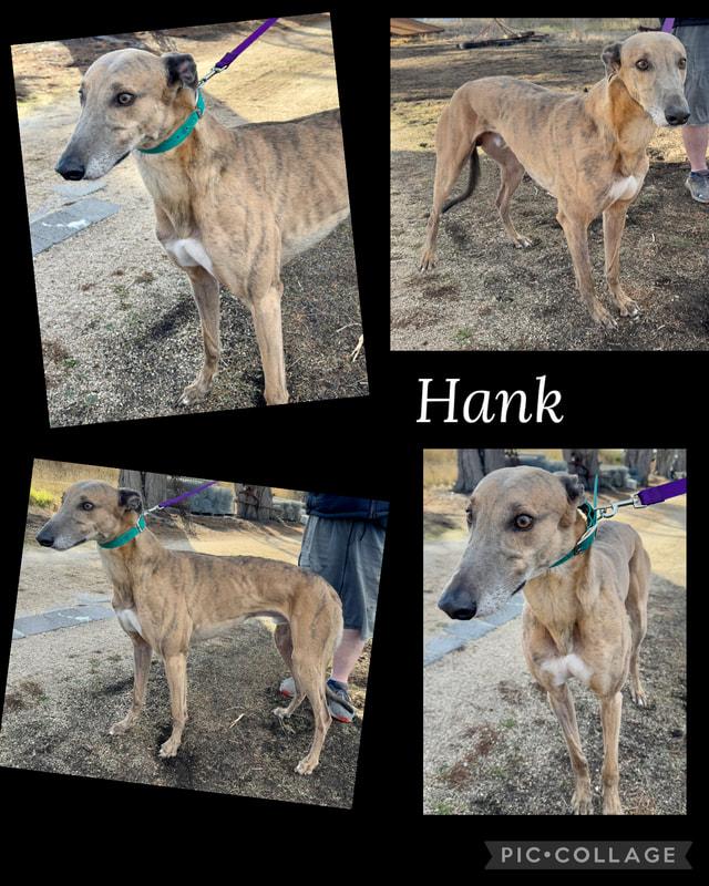 Enlarge Hank, a Adopted Greyhound in Flat Rock, MI image 1/2