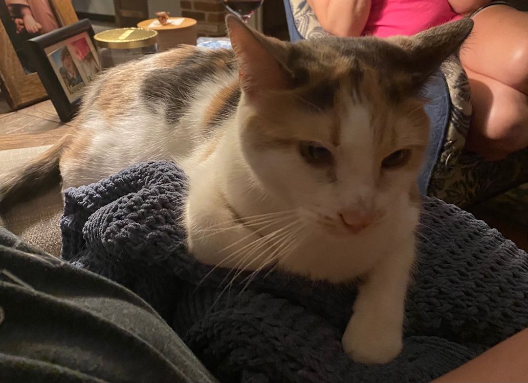 Stella, a Adoptable Dilute Calico in Katy, TX image 1/12