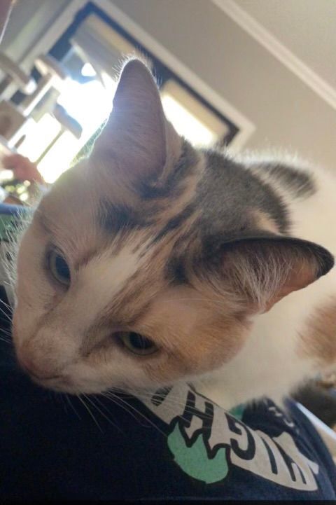Stella, a Adoptable Dilute Calico in Katy, TX image 2/12