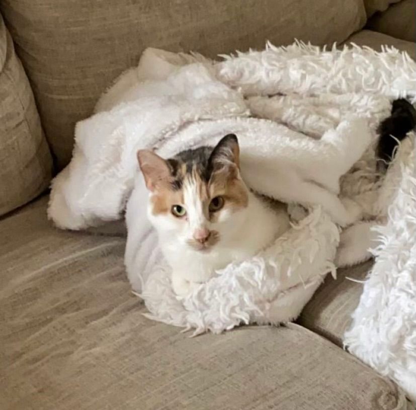 Stella, a Adoptable Dilute Calico in Katy, TX image 3/12