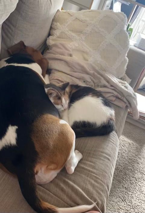 Stella, a Adoptable Dilute Calico in Katy, TX image 4/12