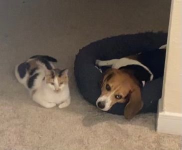 Stella, a Adoptable Dilute Calico in Katy, TX image 5/12