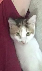 Stella, a Adoptable Dilute Calico in Katy, TX image 6/12