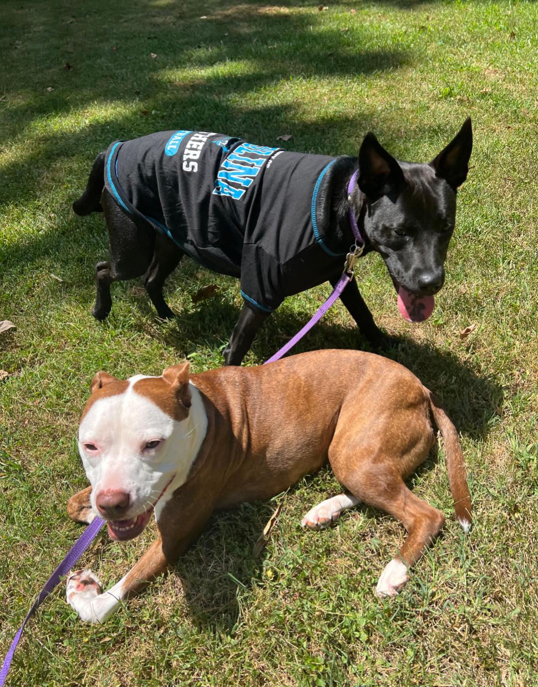 Panther - Shelby Litter