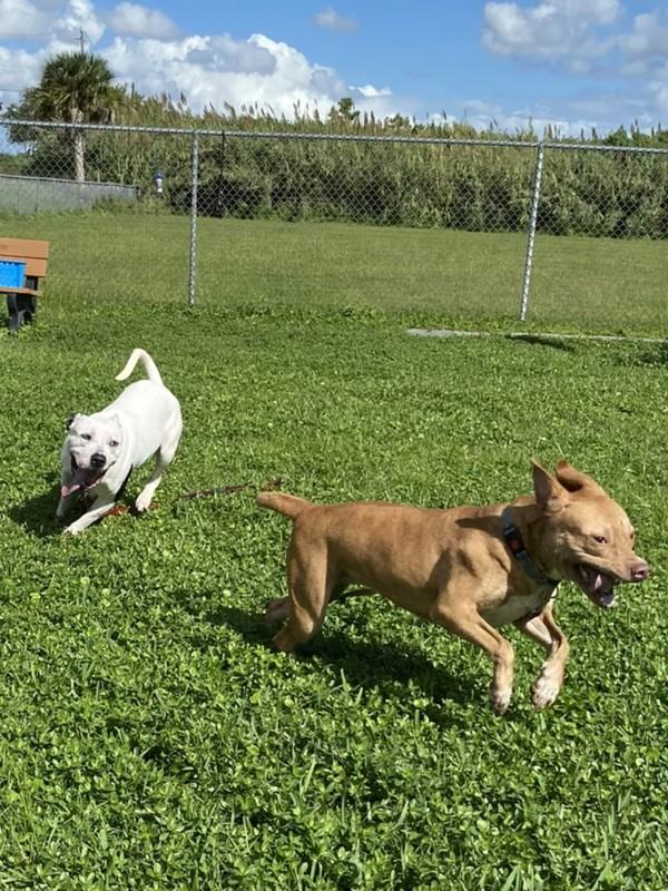 Enlarge Esme, a Adoptable mixed breed in Melbourne, FL image 1/6