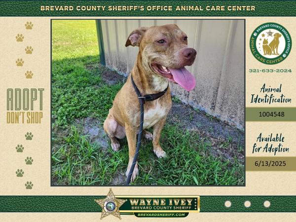 Enlarge Esme, a Adoptable mixed breed in Melbourne, FL image 2/6