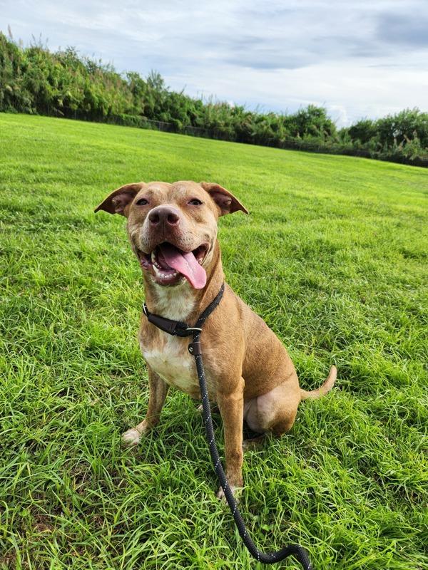 Esme, Adoptable, Adult Female Mixed Breed.