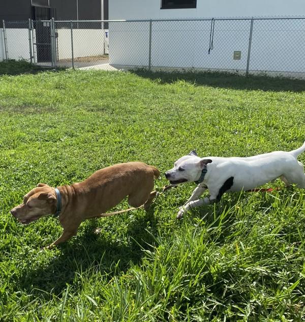 Enlarge Esme, a Adoptable mixed breed in Melbourne, FL image 5/6