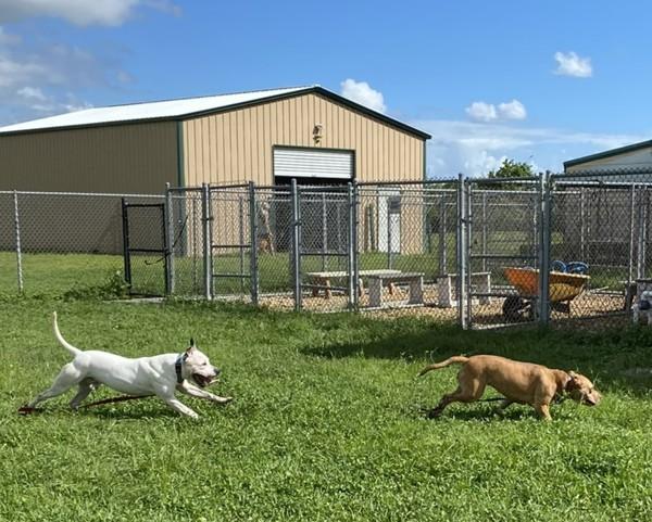 Enlarge Esme, a Adoptable mixed breed in Melbourne, FL image 6/6