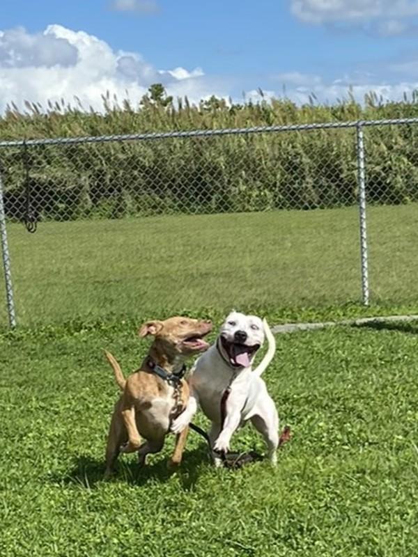 Enlarge Esme, a Adoptable mixed breed in Melbourne, FL image 6/6