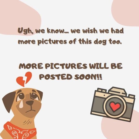 Robby, a Adopted mixed breed in Clovis, NM image 1/2