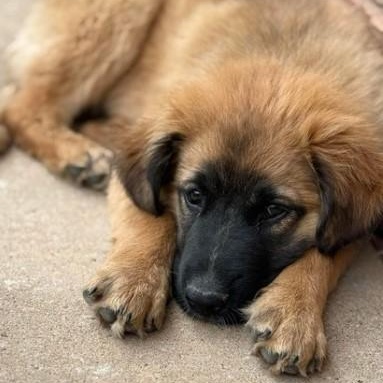Robby, a Adopted mixed breed in Clovis, NM image 2/2
