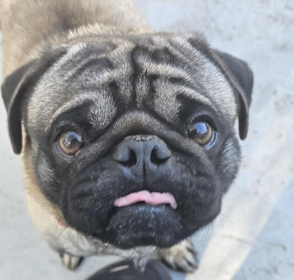 Rollo, Adoptable, Young Male Pug.