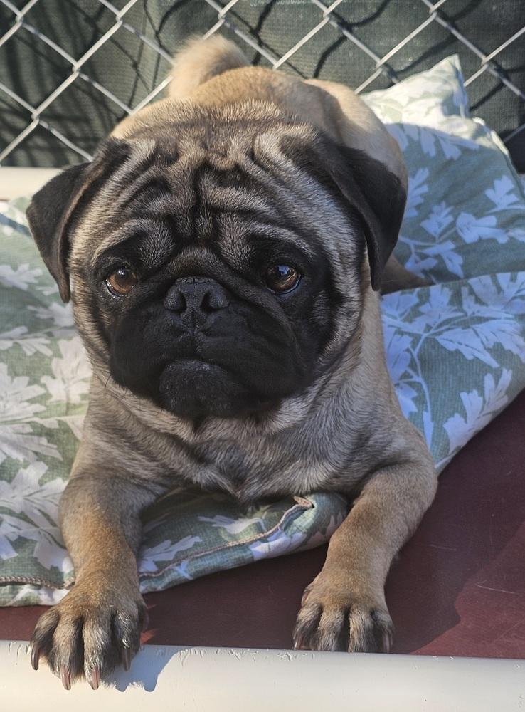 Enlarge Rollo, a Adoptable Pug in Santa Rosa, CA image 2/2