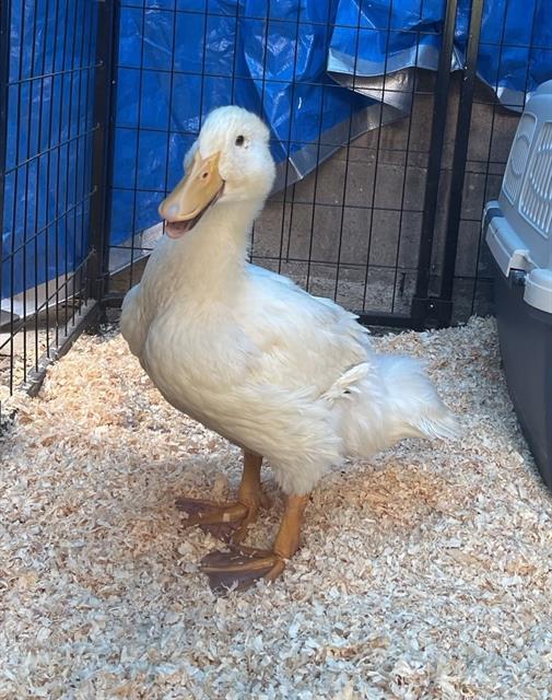 DOJA DUCKALINI, Adoptable, Baby Female Duck.