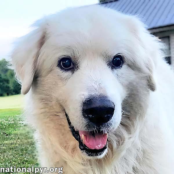 Samson in KY - Adores Pets & Rubs!, Adoptable, Adult Male Great Pyrenees.