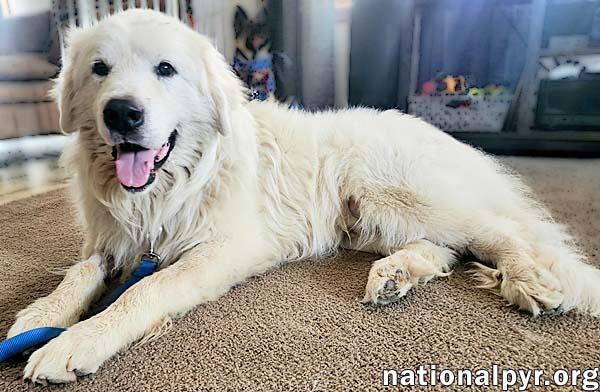 Samson in KY - Adores Pets & Rubs!