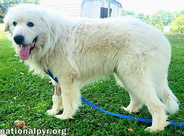 Enlarge Samson in KY - Adores Pets & Rubs!, a Adoptable Great Pyrenees in Lexington, KY image 4/4