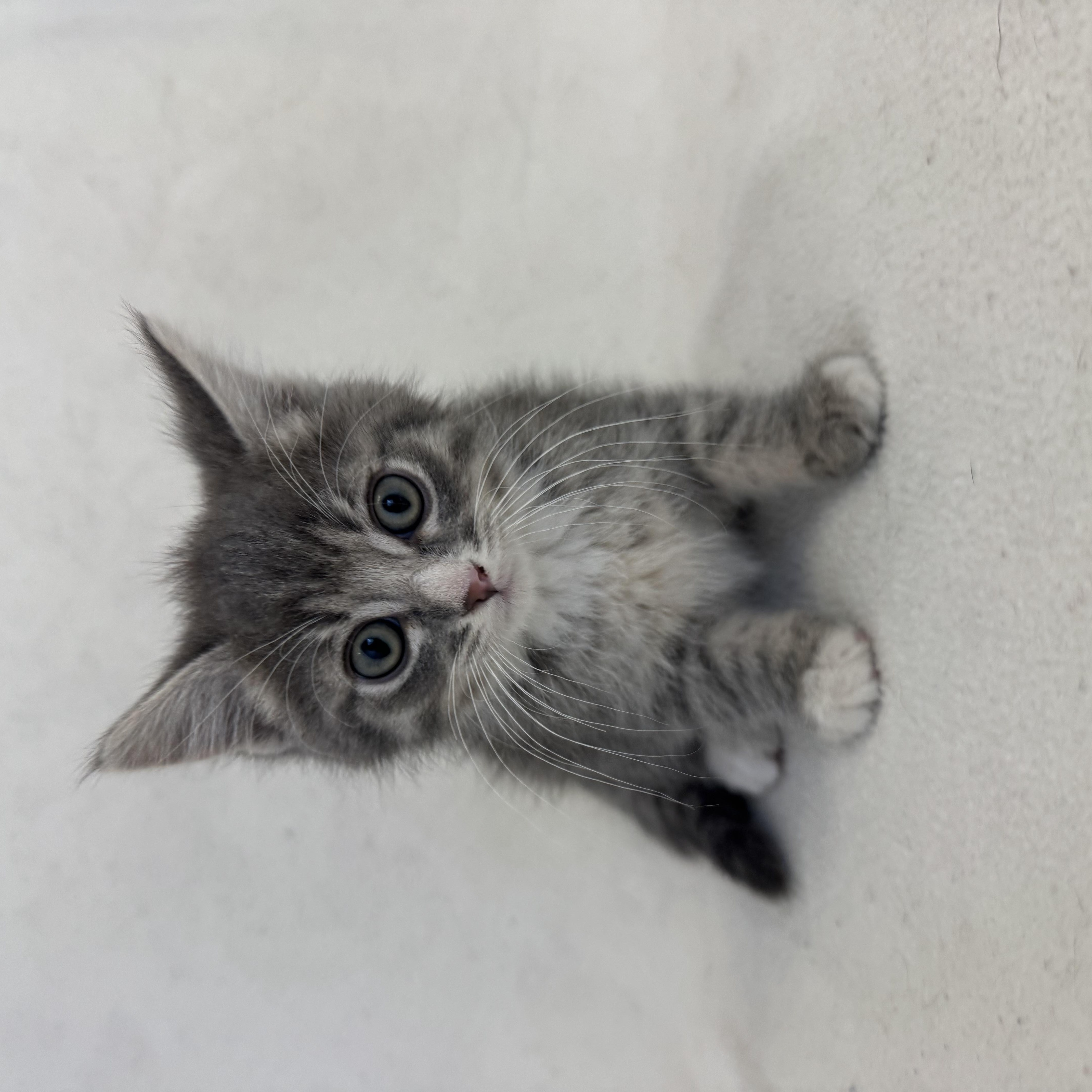 Enlarge Knox, a ADOPTABLE Domestic Medium Hair in Buffalo, MN image 1/1