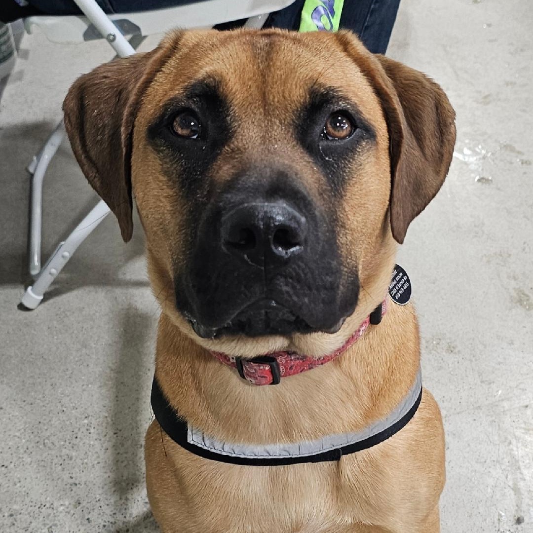 Boomer, adoptable, Young Male Black Mouth Cur & Mastiff.