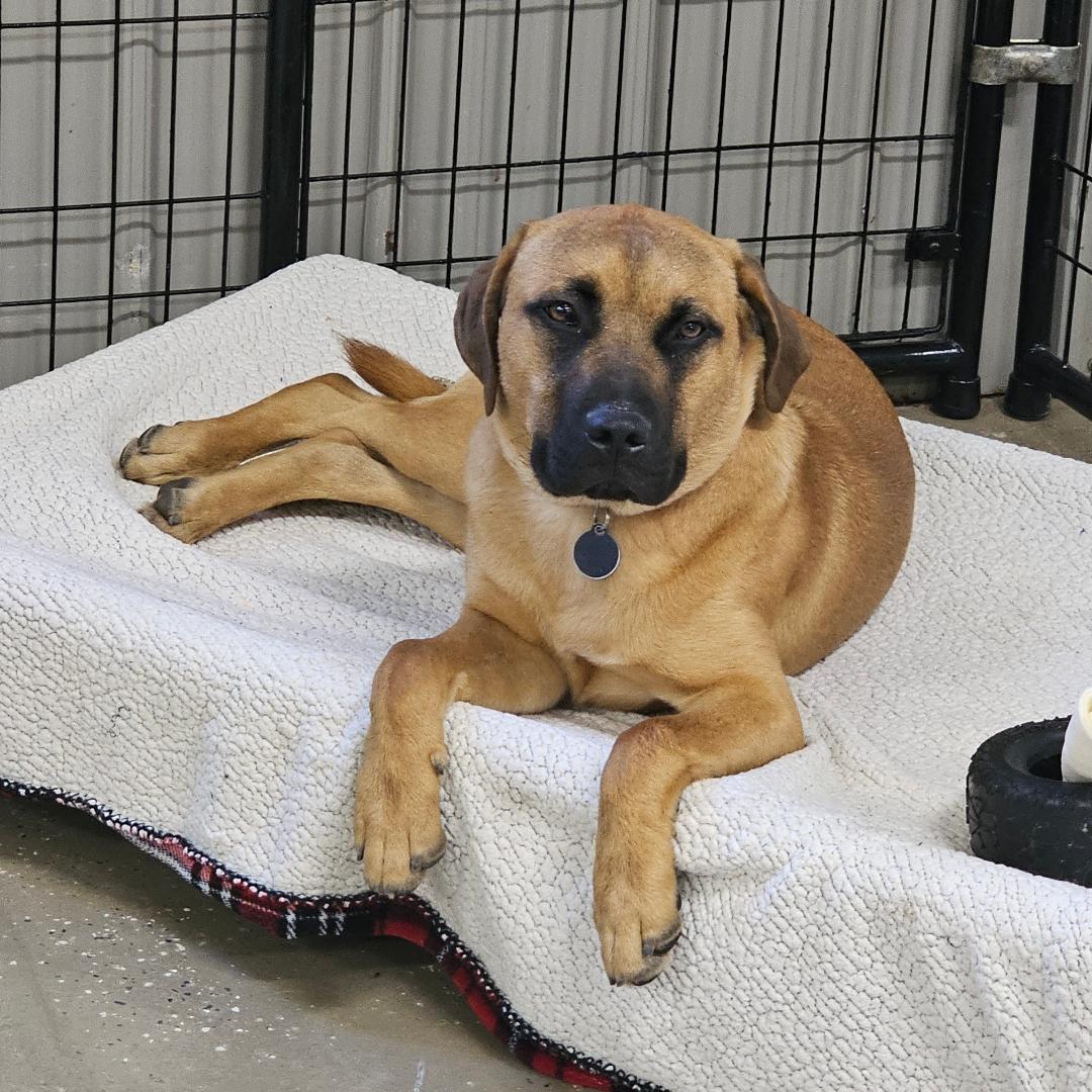 Enlarge Boomer, an adoptable mixed breed in Lapeer, MI image 3/6