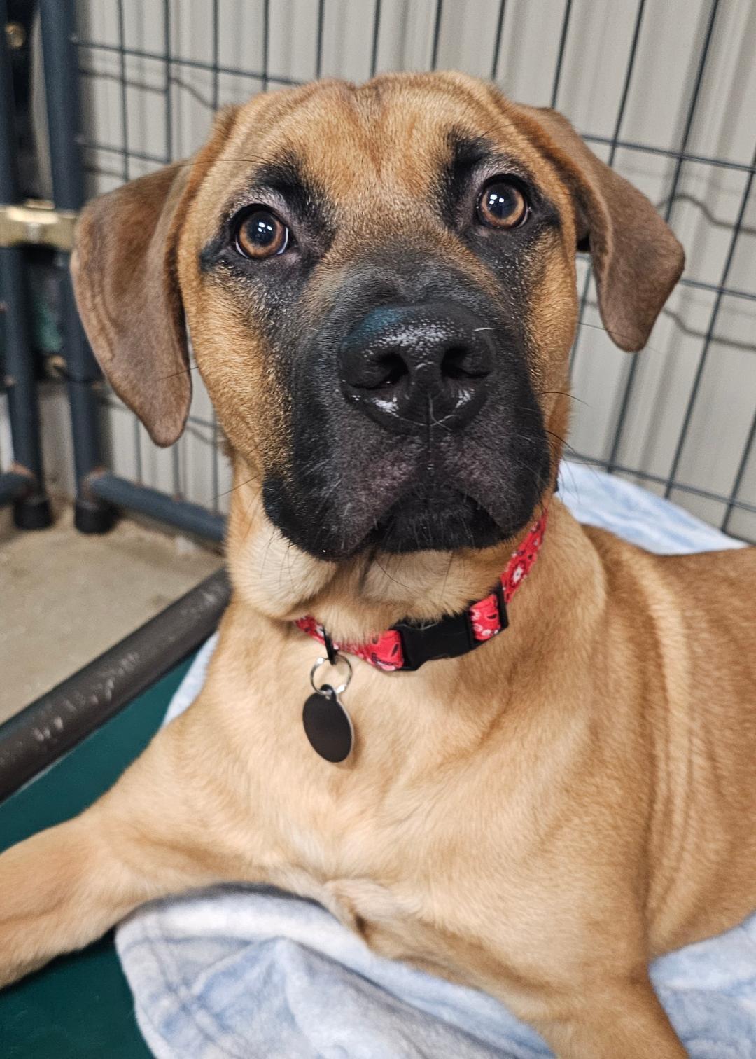 Enlarge Boomer, an adoptable mixed breed in Lapeer, MI image 3/5