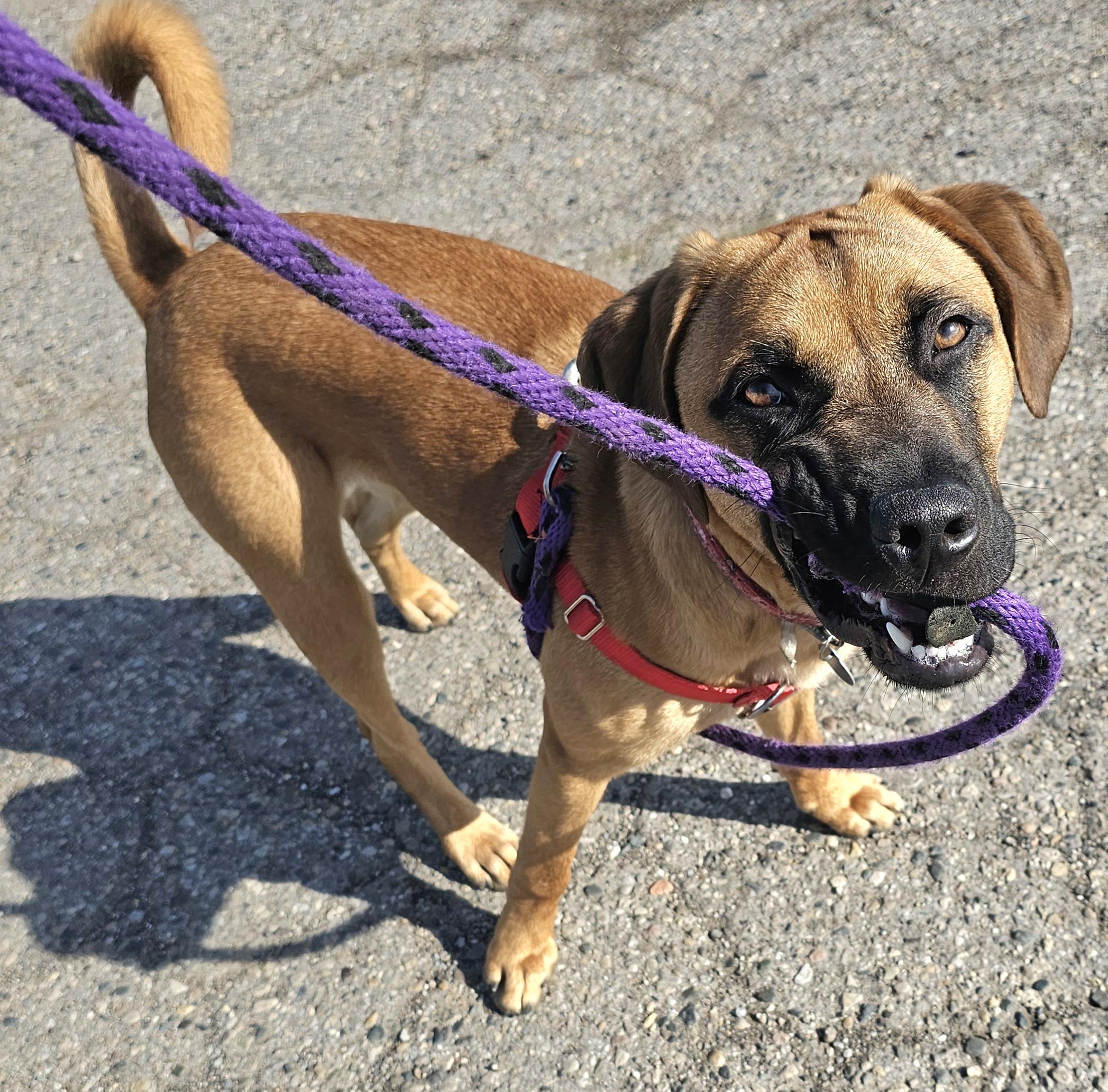 Enlarge Boomer, an adoptable mixed breed in Lapeer, MI image 5/6