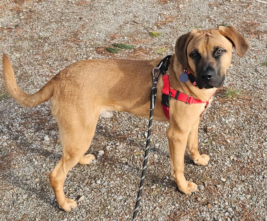 Boomer, adoptable, Puppy Male Black Mouth Cur & Mastiff.