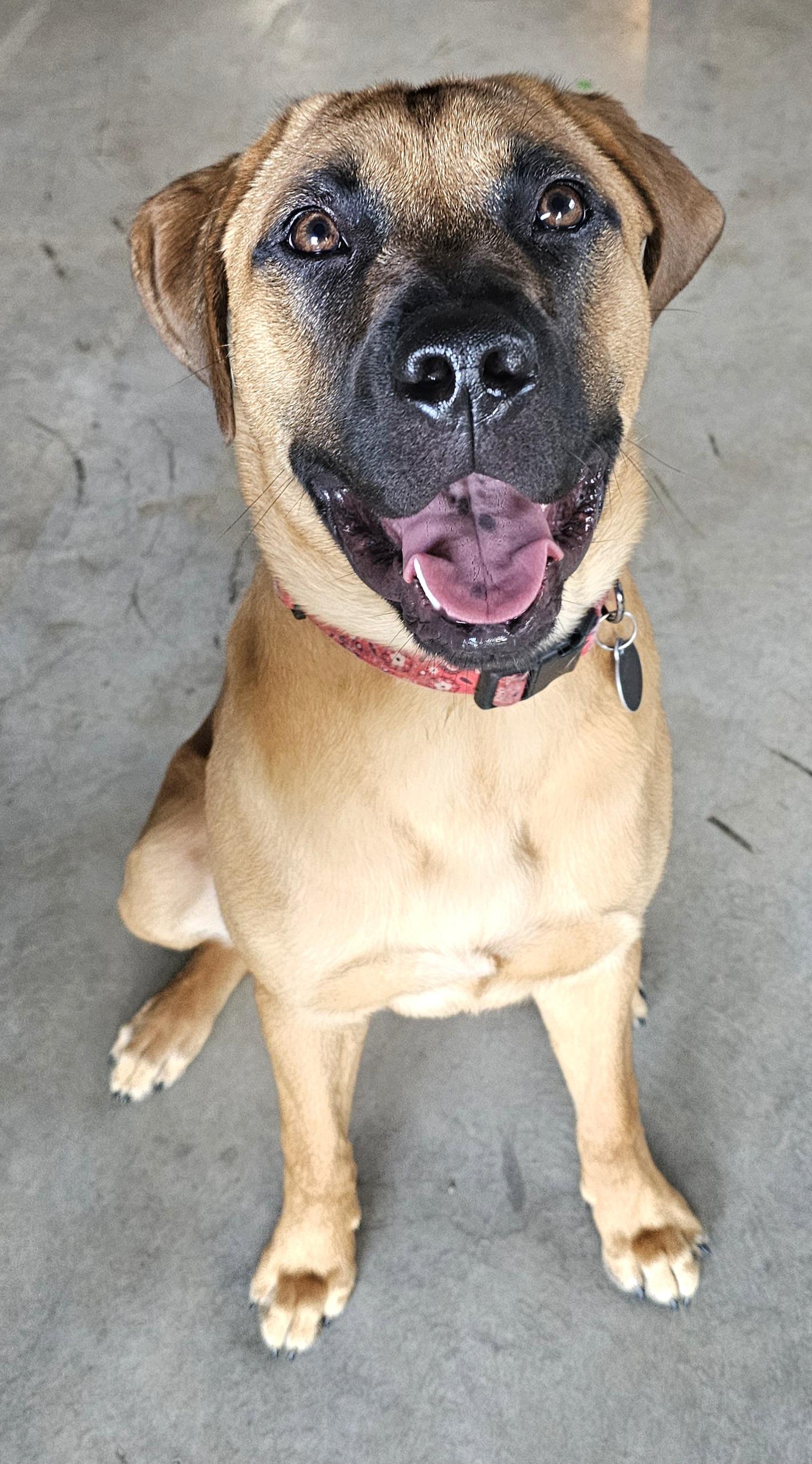 Enlarge Boomer, an adoptable mixed breed in Lapeer, MI image 6/6