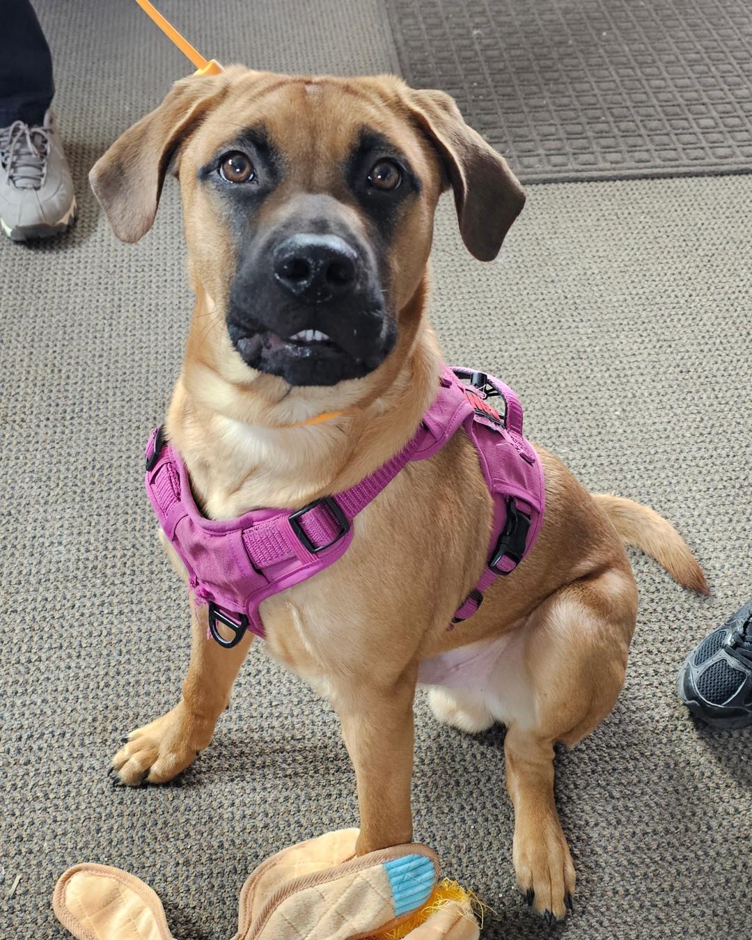 Enlarge Boomer, an adoptable mixed breed in Lapeer, MI image 4/5