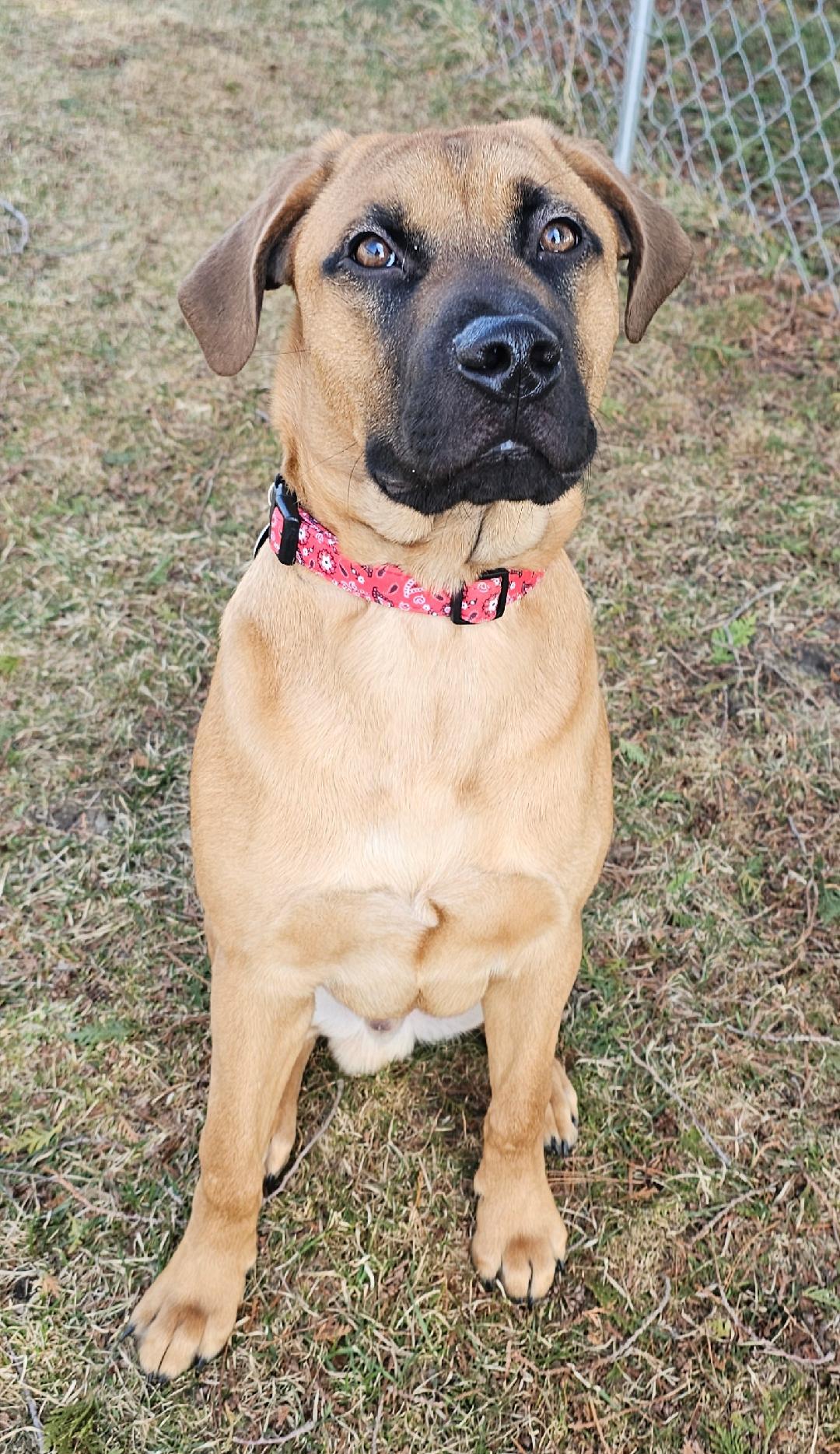 Enlarge Boomer, an adoptable mixed breed in Lapeer, MI image 5/5