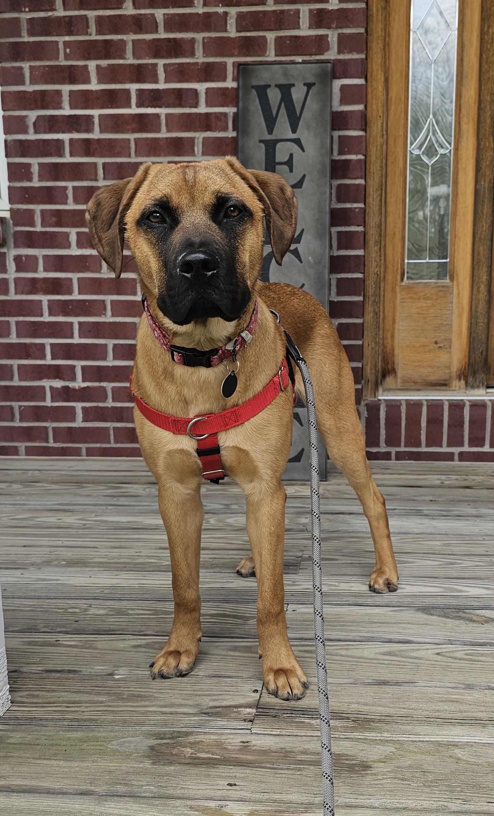 Boomer, adoptable, Puppy Male Black Mouth Cur & Mastiff.