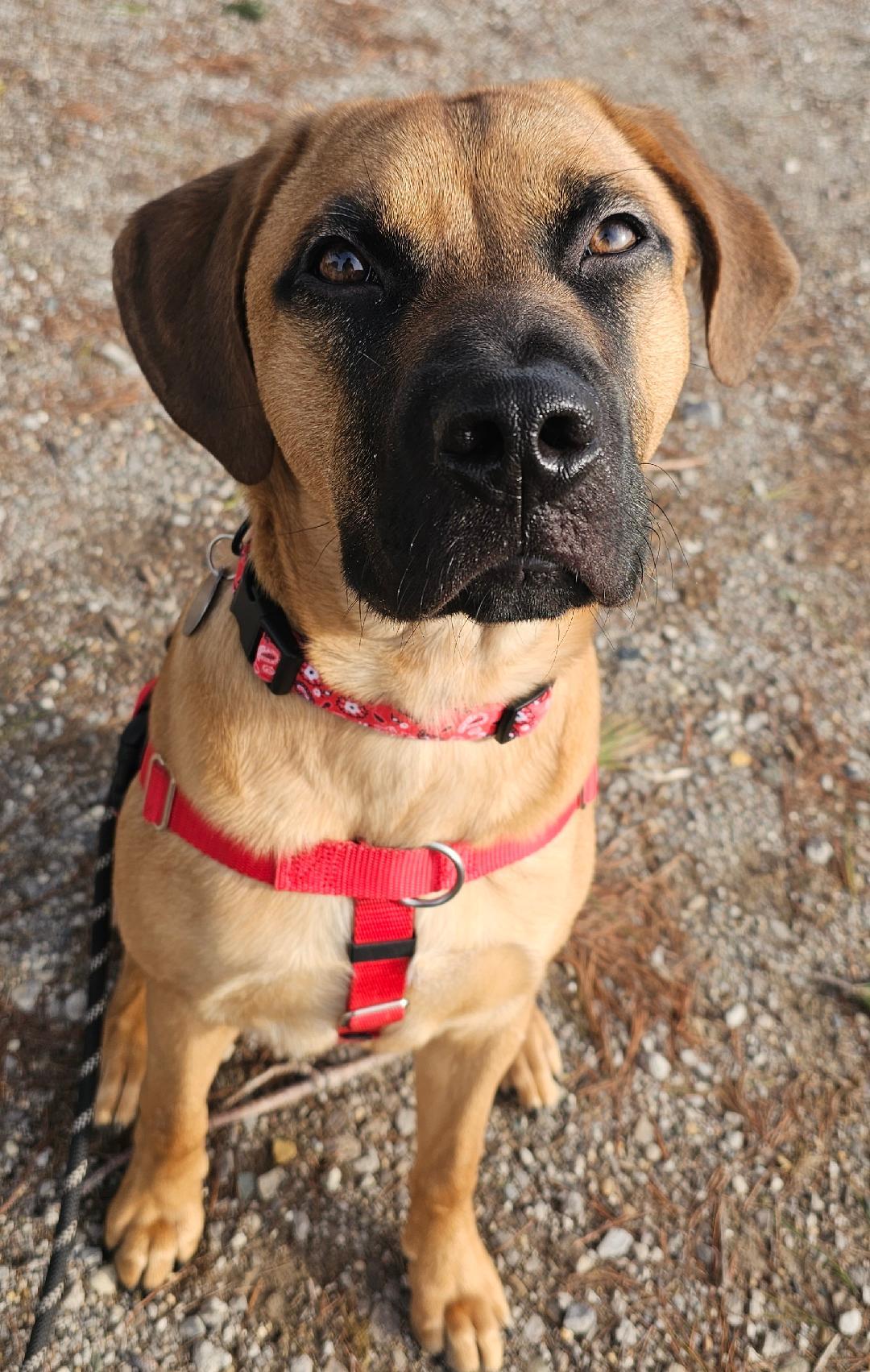 Enlarge Boomer, an adoptable mixed breed in Lapeer, MI image 2/5