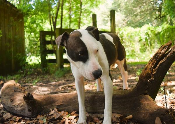 Enlarge Lauren, a Adoptable mixed breed in Mobile, AL image 1/1