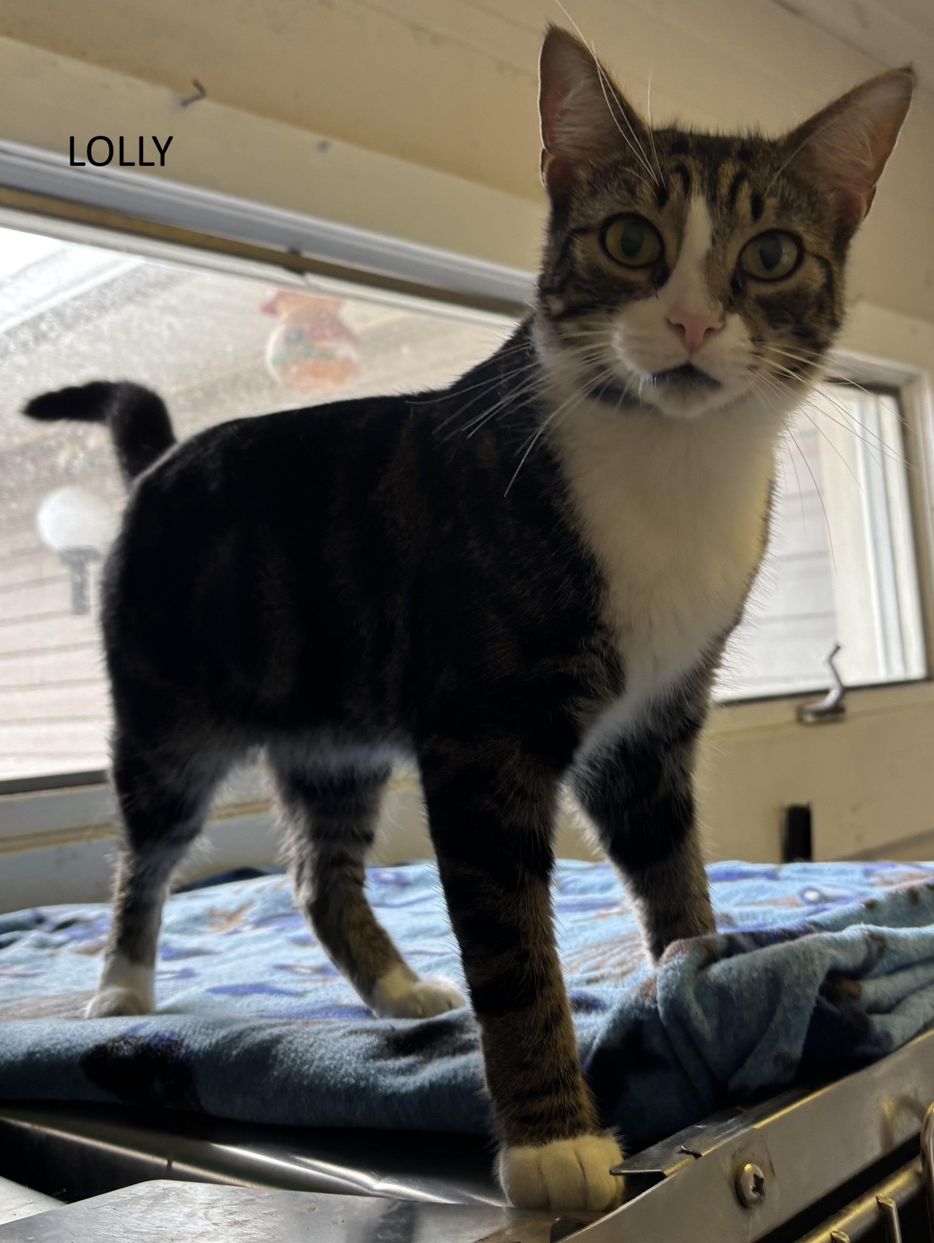 Lolly, ADOPTABLE, Young Male Domestic Short Hair.