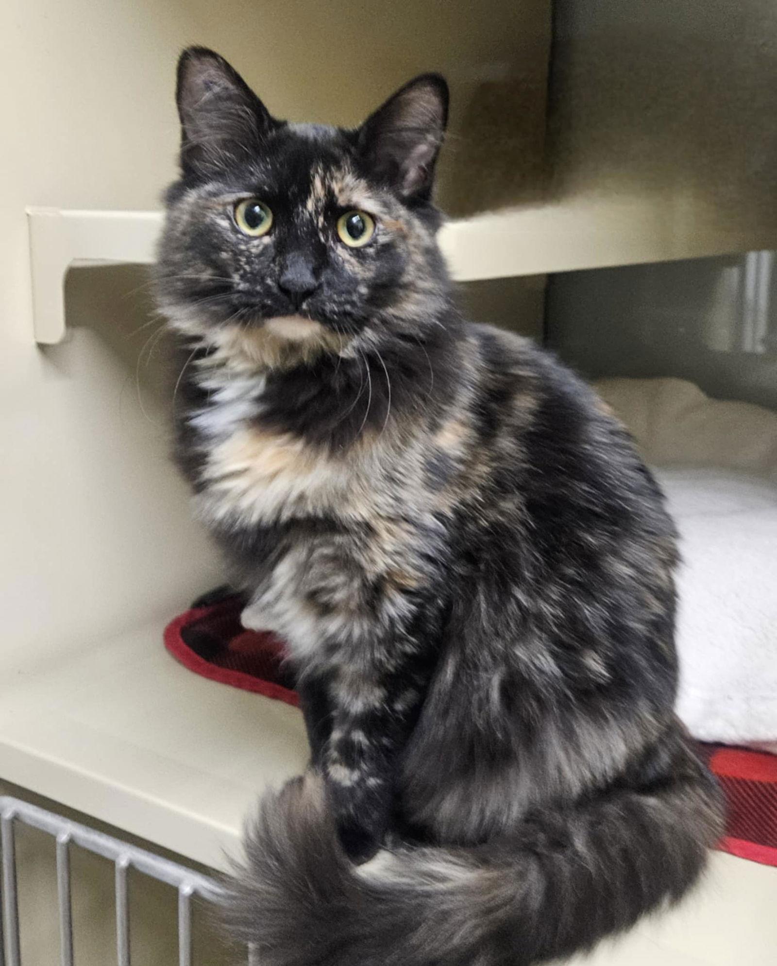 Darla And Tumble thumbnail 2