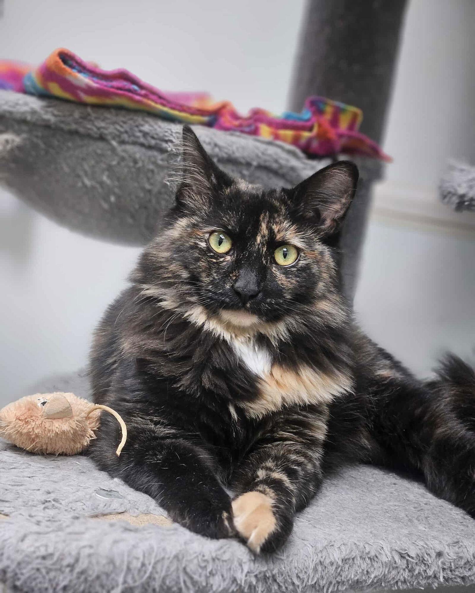 Darla And Tumble thumbnail 3